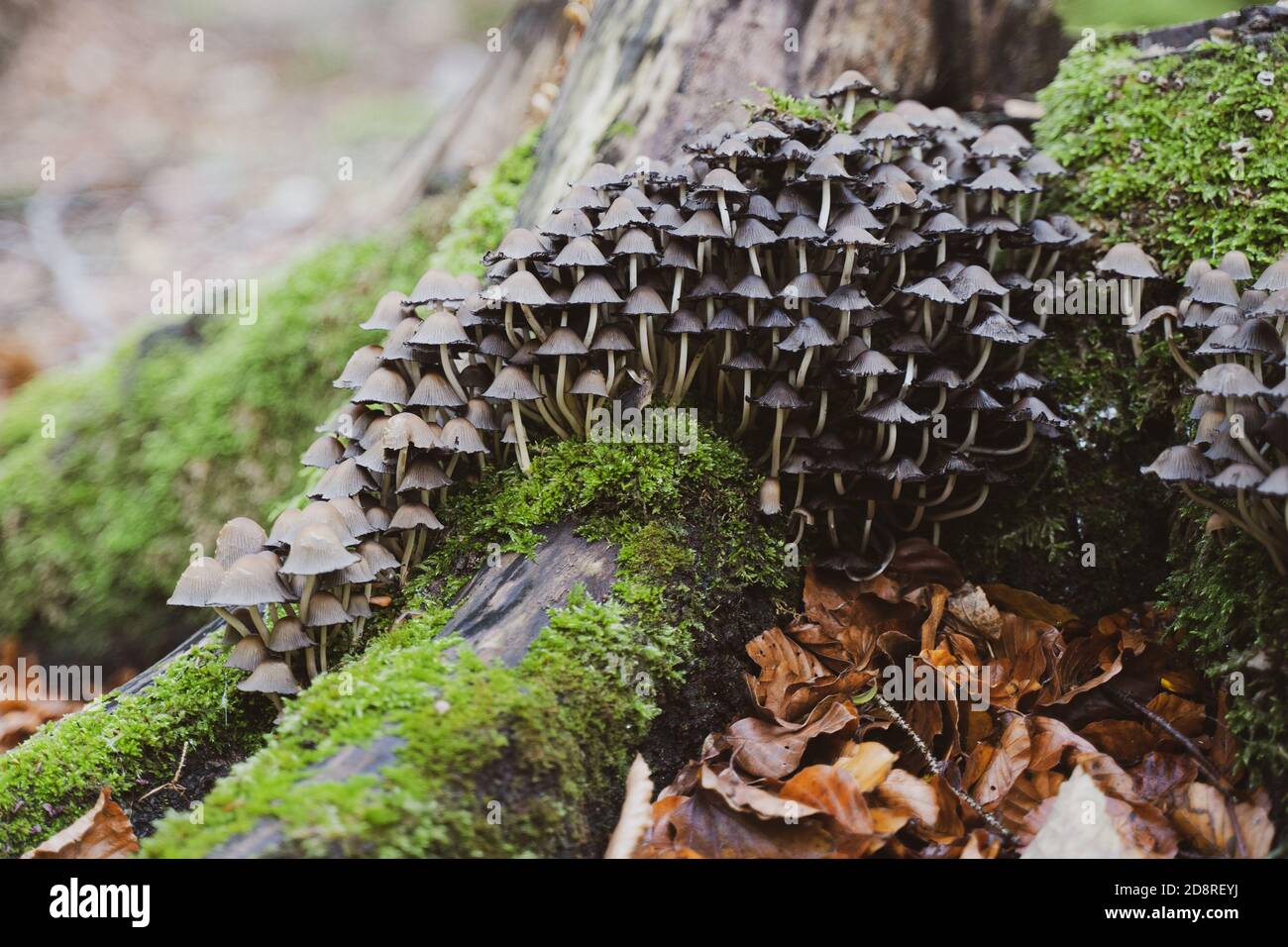 Nahaufnahme von Haufen von vielen kleinen Waldpilzen wachsen Auf einem Baumstamm, der mit grünem Moos bedeckt ist Stockfoto