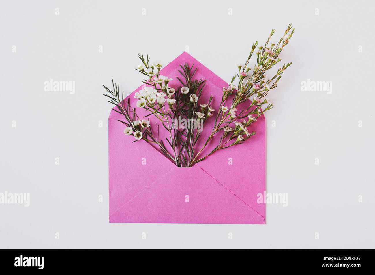 Draufsicht Nahaufnahme von weißen zarten Blüten in voller Blüte Aus einem offenen vintage rosa Papierumschlag auf weiß Hintergrund Stockfoto