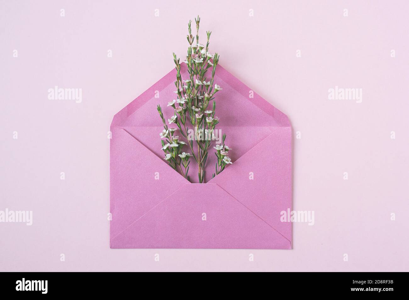 Draufsicht Nahaufnahme von weißen zarten Blüten in voller Blüte Aus einem offenen Vintage pinken Papierumschlag auf beige Hintergrund Stockfoto