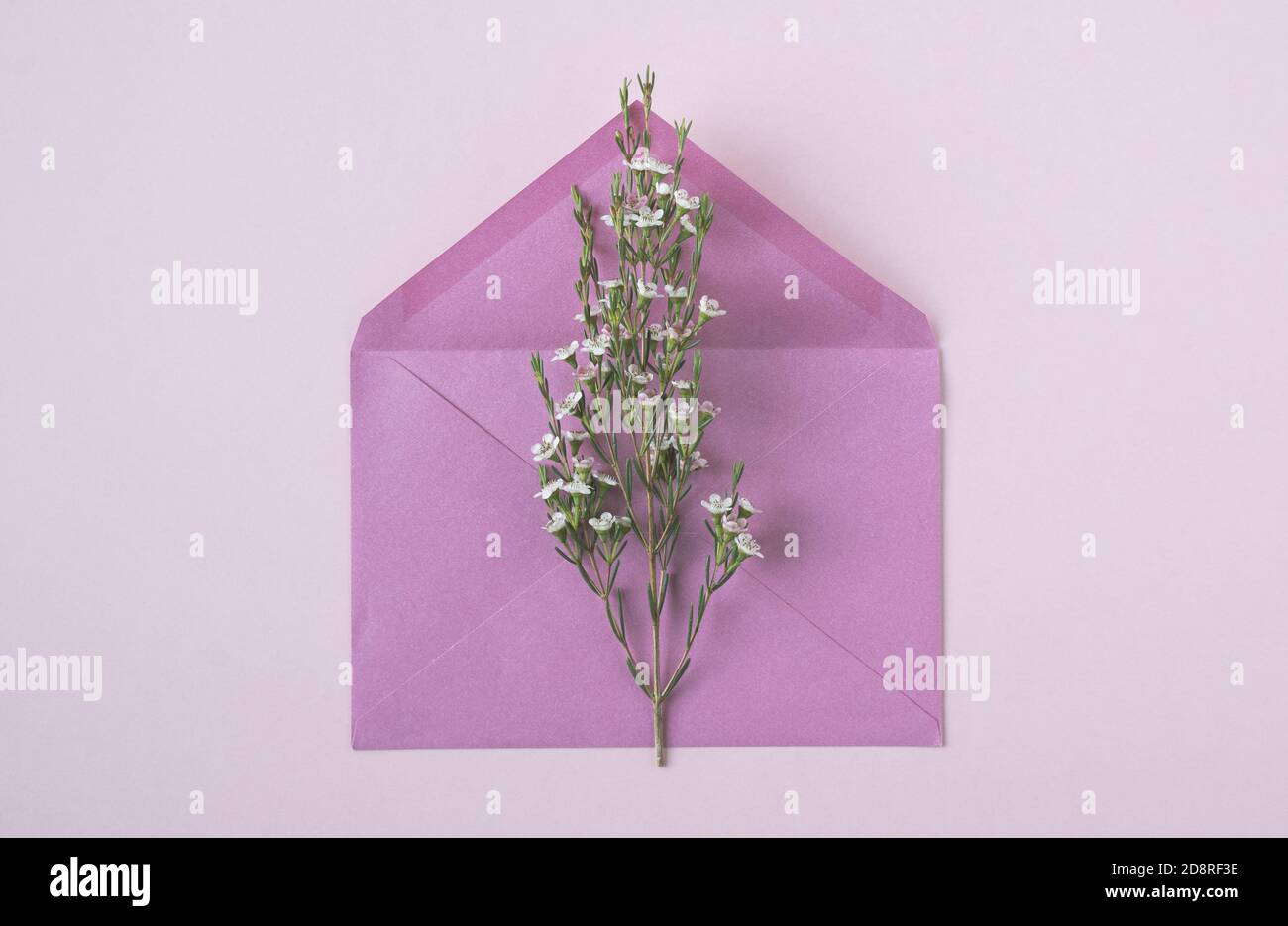 Draufsicht Nahaufnahme von weißen zarten Blüten in voller Blüte Ein offener Vintage pinker Papierumschlag auf beigem Hintergrund Stockfoto