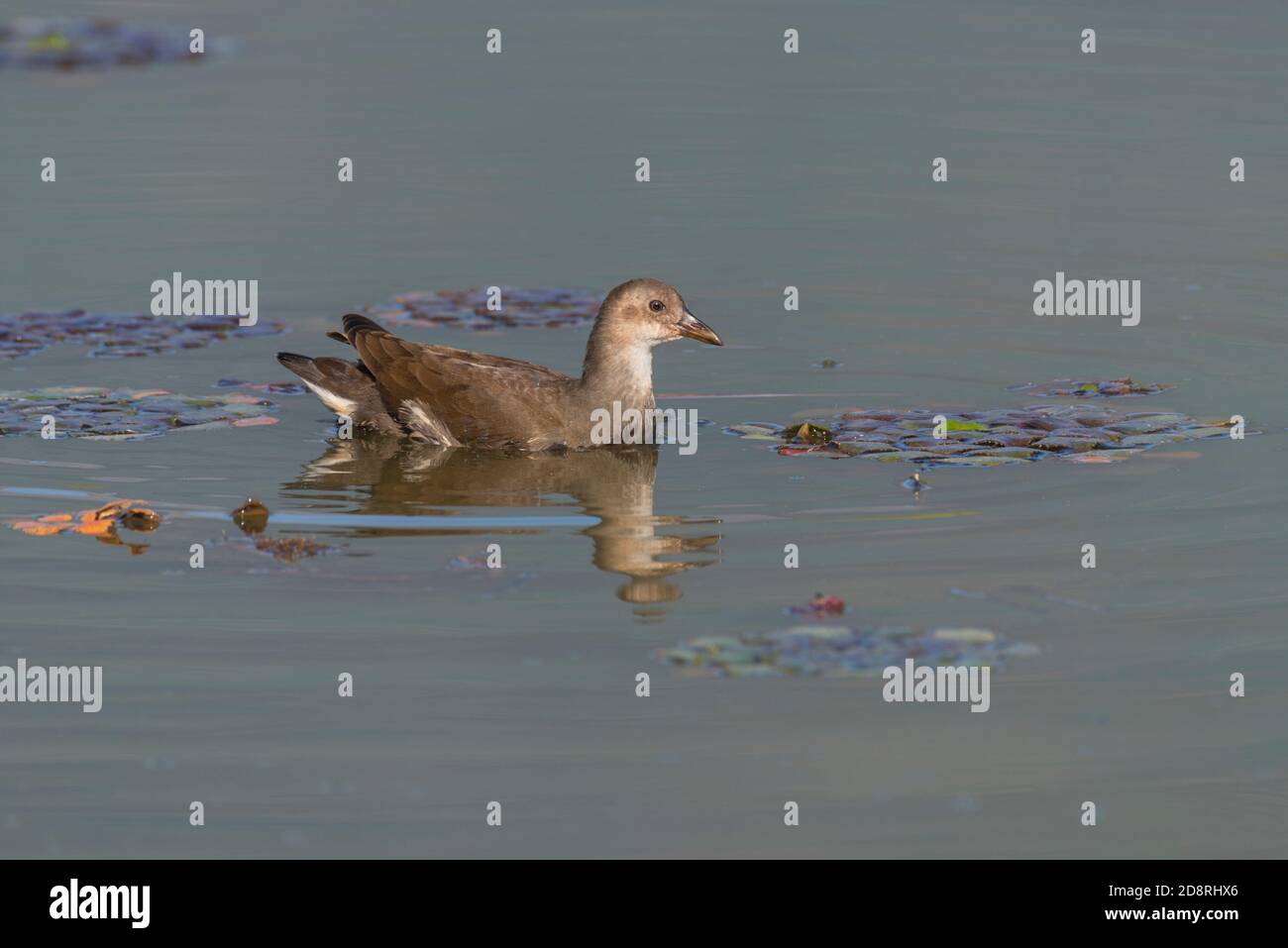 Eine im Kerkini-See schwimmende Jungtiere (Gallinula chloropus) Stockfoto