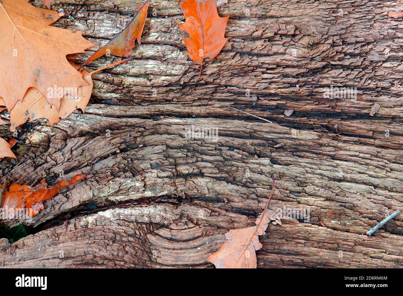 Ein Stück altes Holz mit einigen Eichenblättern, die darauf gefallen sind. Stockfoto