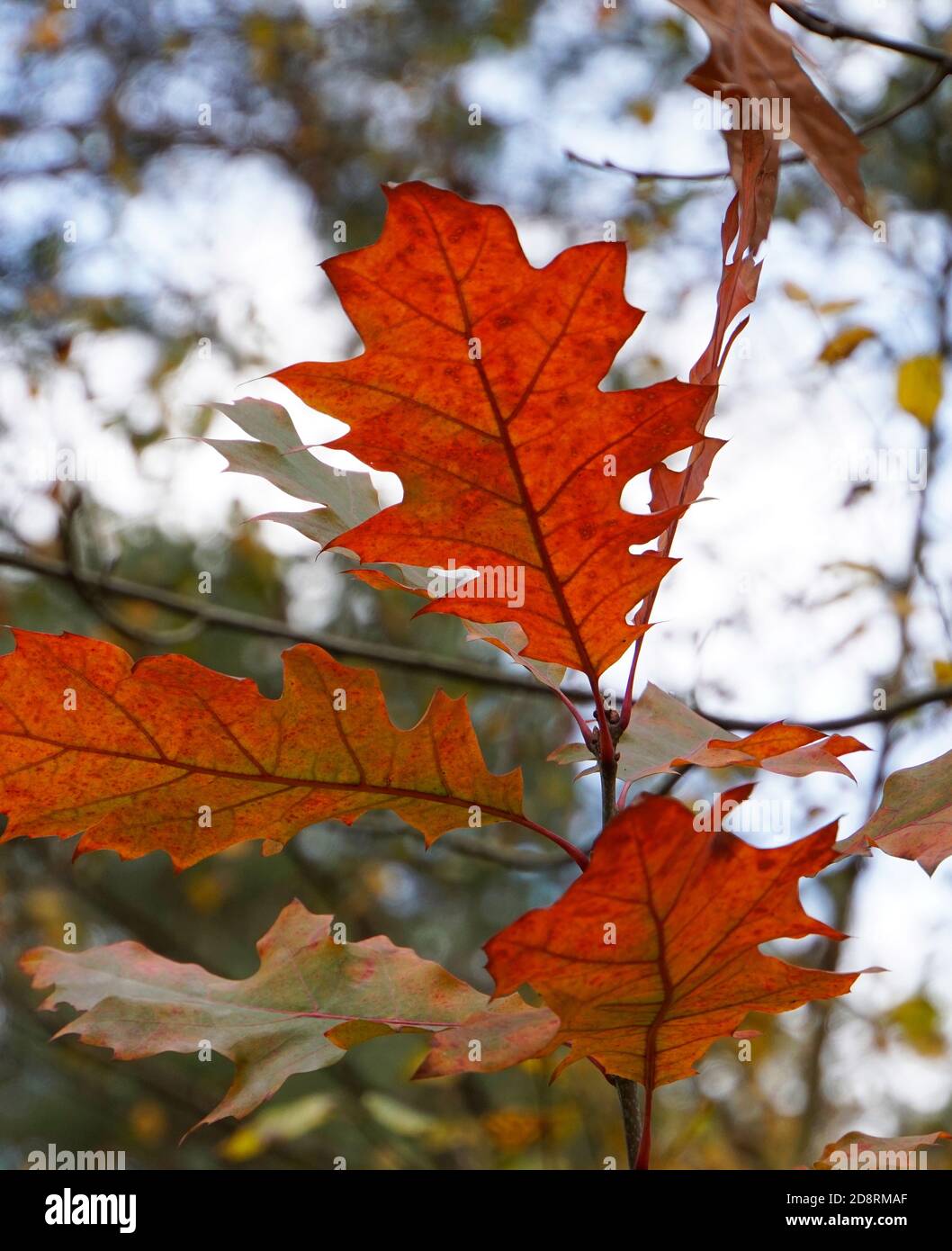 Rote Herbstblätter von einer amerikanischen Eiche im Wald. Unscharfer Hintergrund. Stockfoto