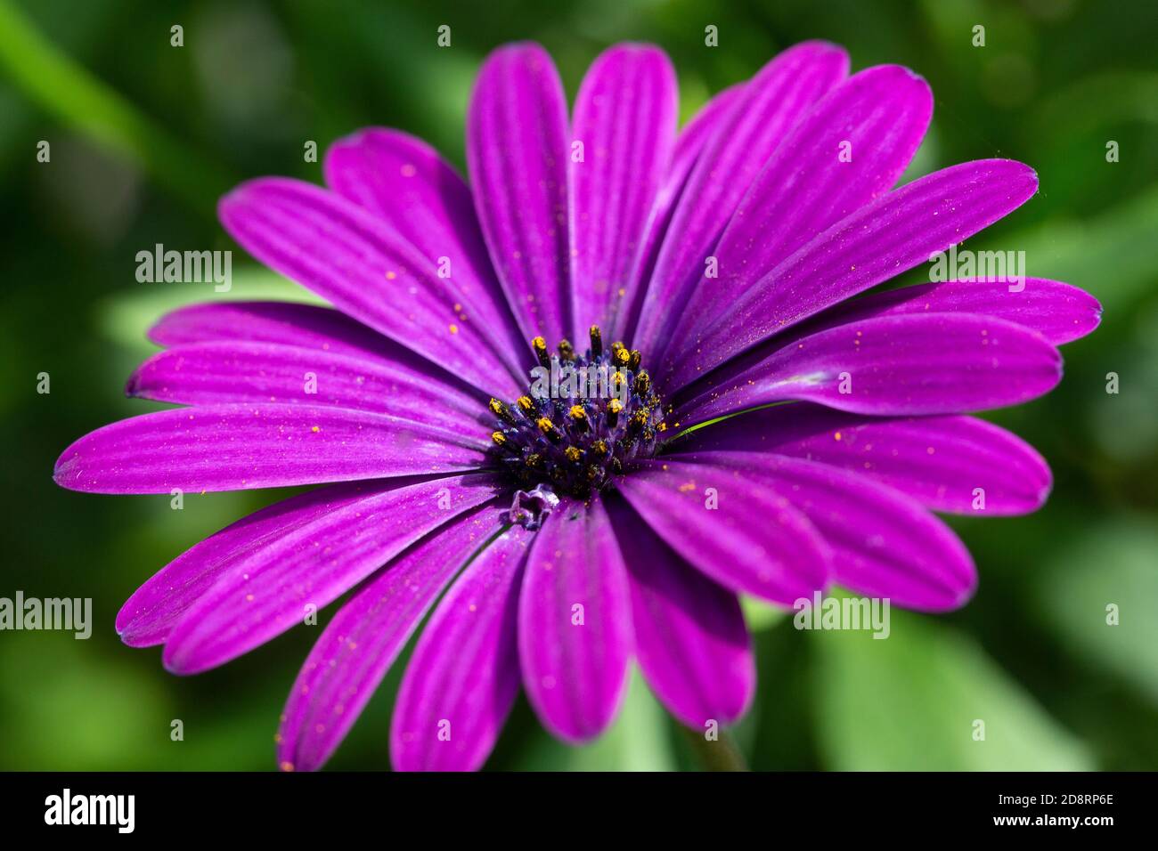 Nahaufnahme der violetten Blume des Kap Marguerite (Dimorphotheca ecklonis); Blütenblätter mit Pollen gesprenkelt Stockfoto