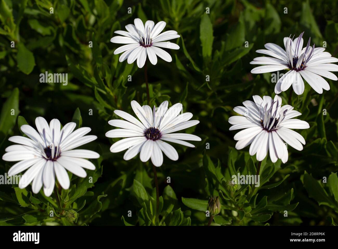Weiße Blütenpracht von Kap Marguerit (Dimorphotheca ecklonis) Stockfoto
