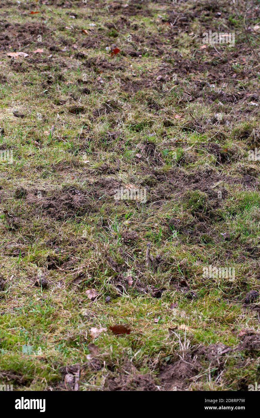 Offener Platz im Wald von Wildschweinen (Sus scrofa) Stockfoto