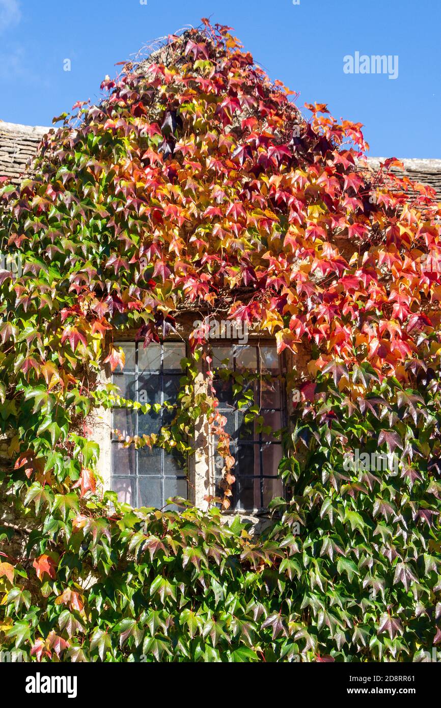 Fenster mit Herbstblättern bedeckt, The St, Castle Combe, Wiltshire, England, Vereinigtes Königreich Stockfoto