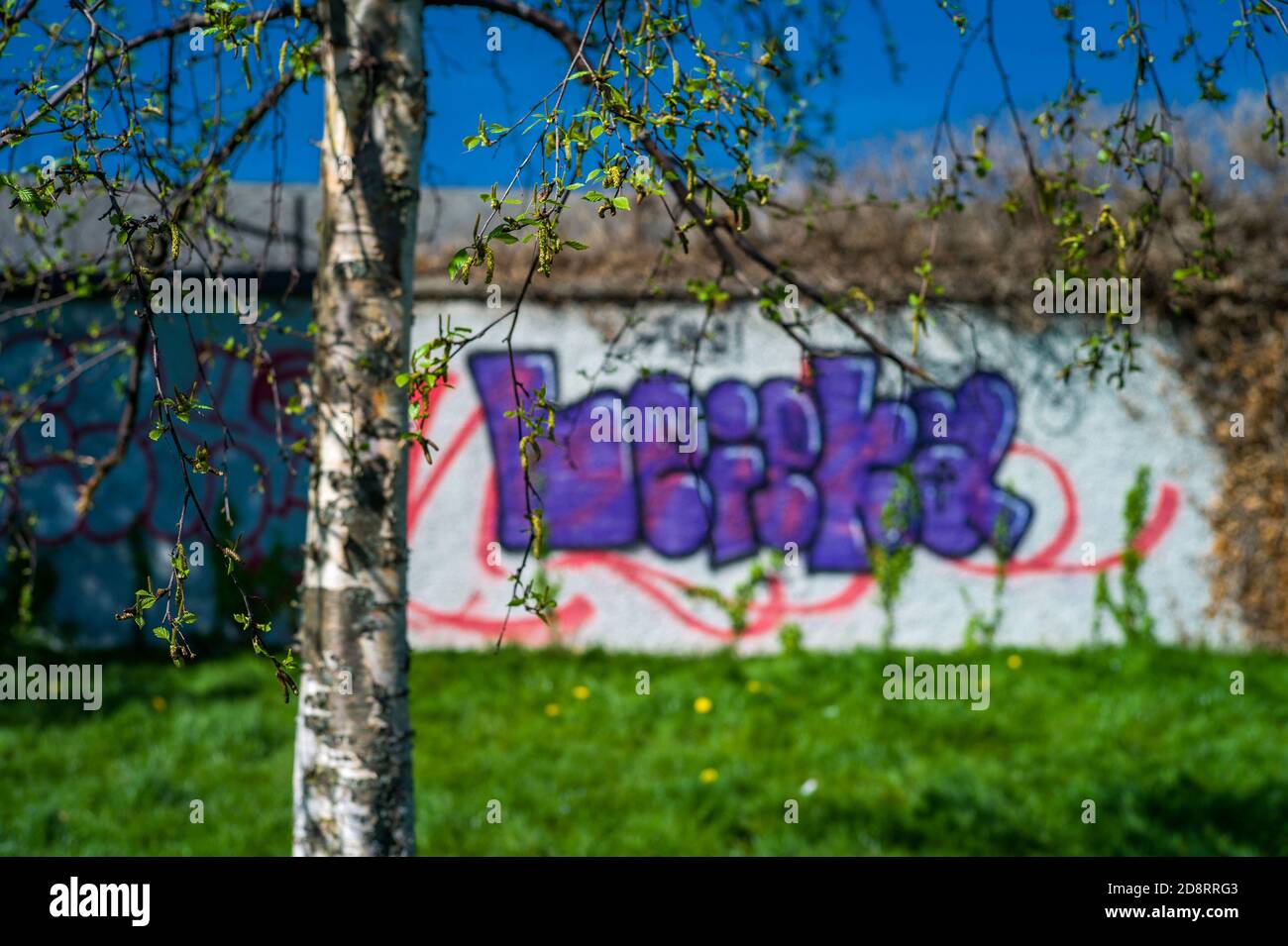 Neue Blätter sprießen aus einem Baum in Dublin mit Graffiti an einer Wand im Hintergrund. Stockfoto