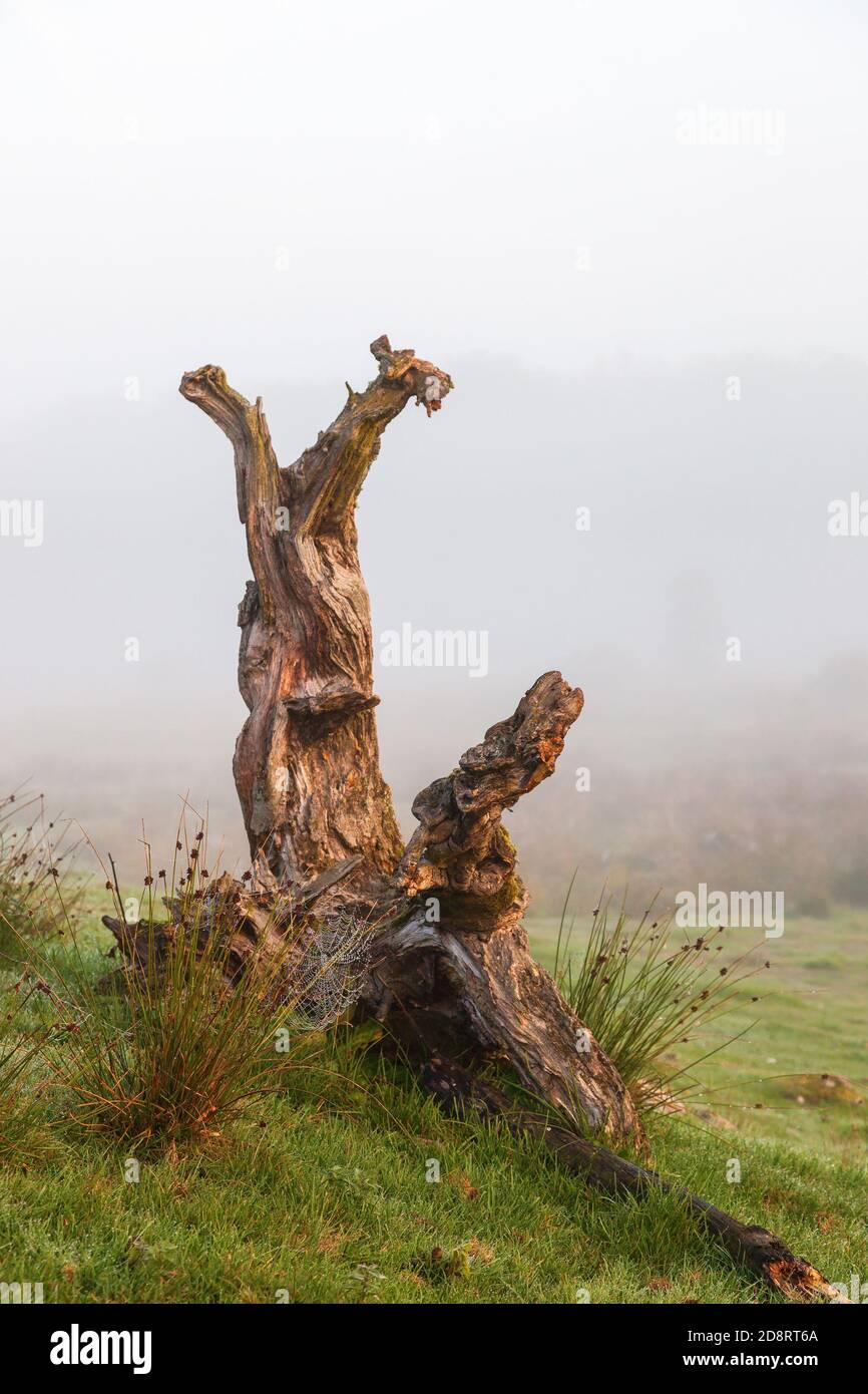 Alter Baumstumpf mit Spinnweben ein nebliger Morgen Stockfoto