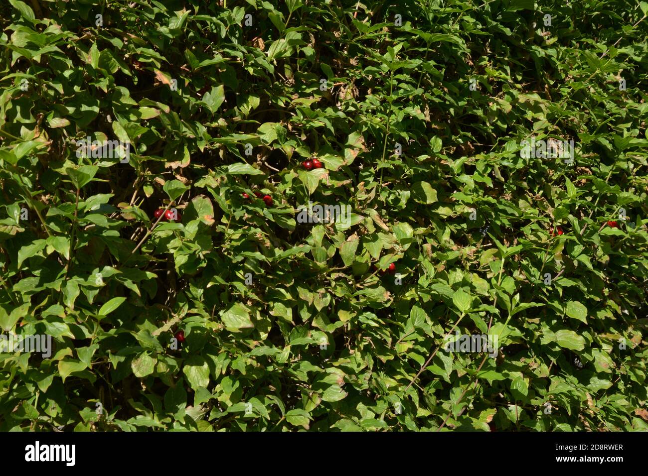 Großer Strauch von Cornus Mas oder Cornelian Kirsche oder europäisch cornel in der Herbstsonne Stockfoto