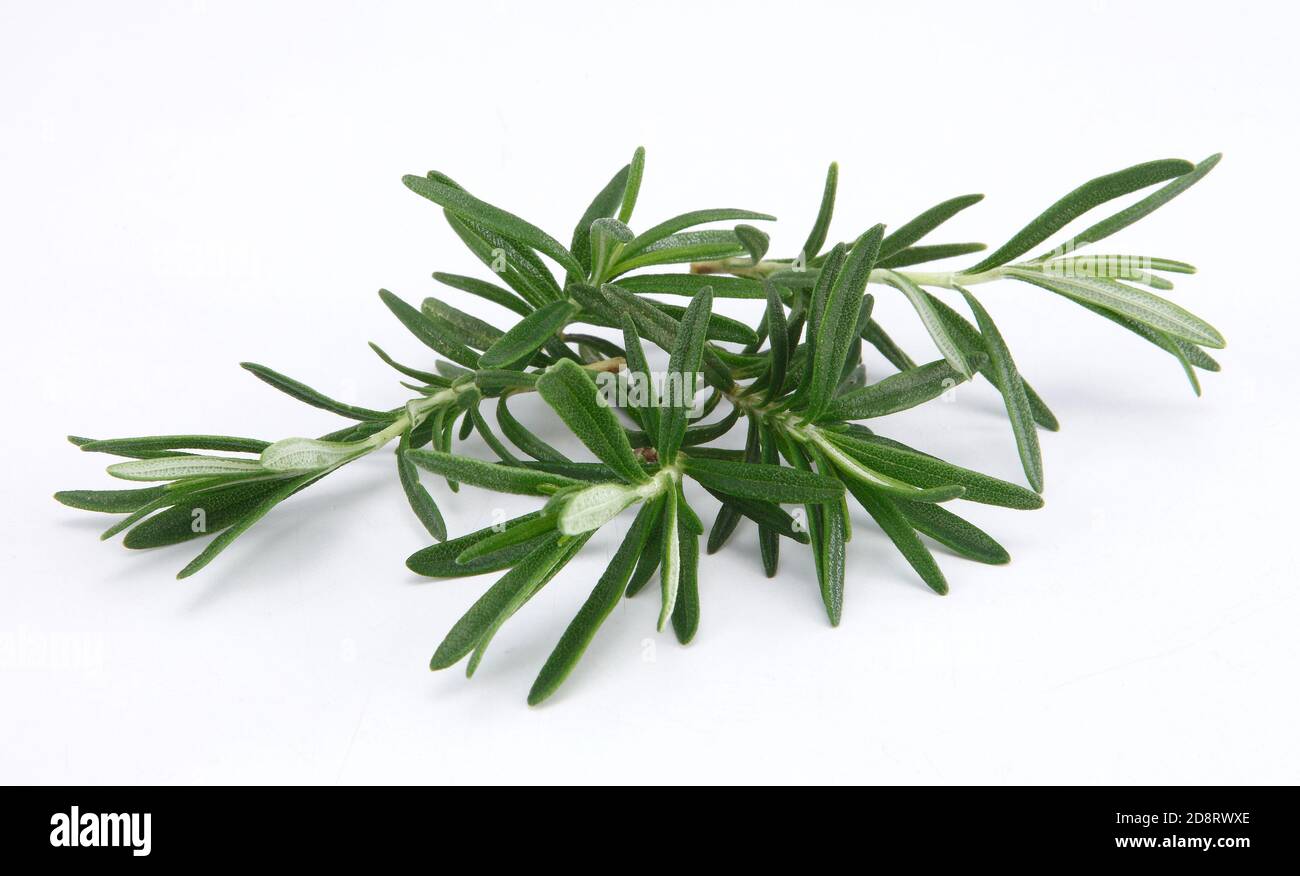 Rosmarin ist ein Kraut. Sie stammt aus dem Mittelmeerraum, wird aber heute weltweit angebaut. ... In Lebensmitteln wird Rosmarin als Gewürz verwendet. Stockfoto