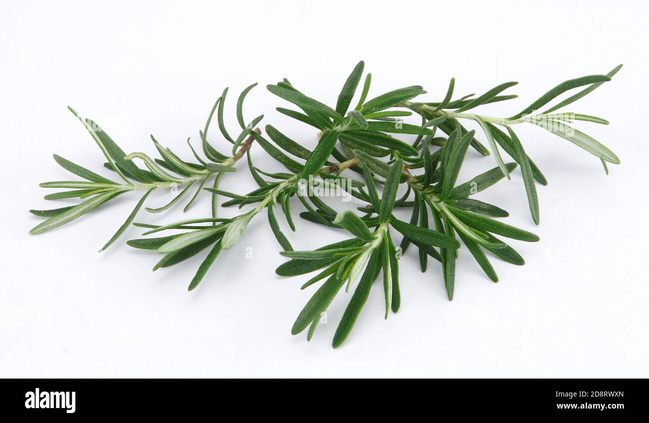 Rosmarin ist ein Kraut. Sie stammt aus dem Mittelmeerraum, wird aber heute weltweit angebaut. ... In Lebensmitteln wird Rosmarin als Gewürz verwendet. Stockfoto