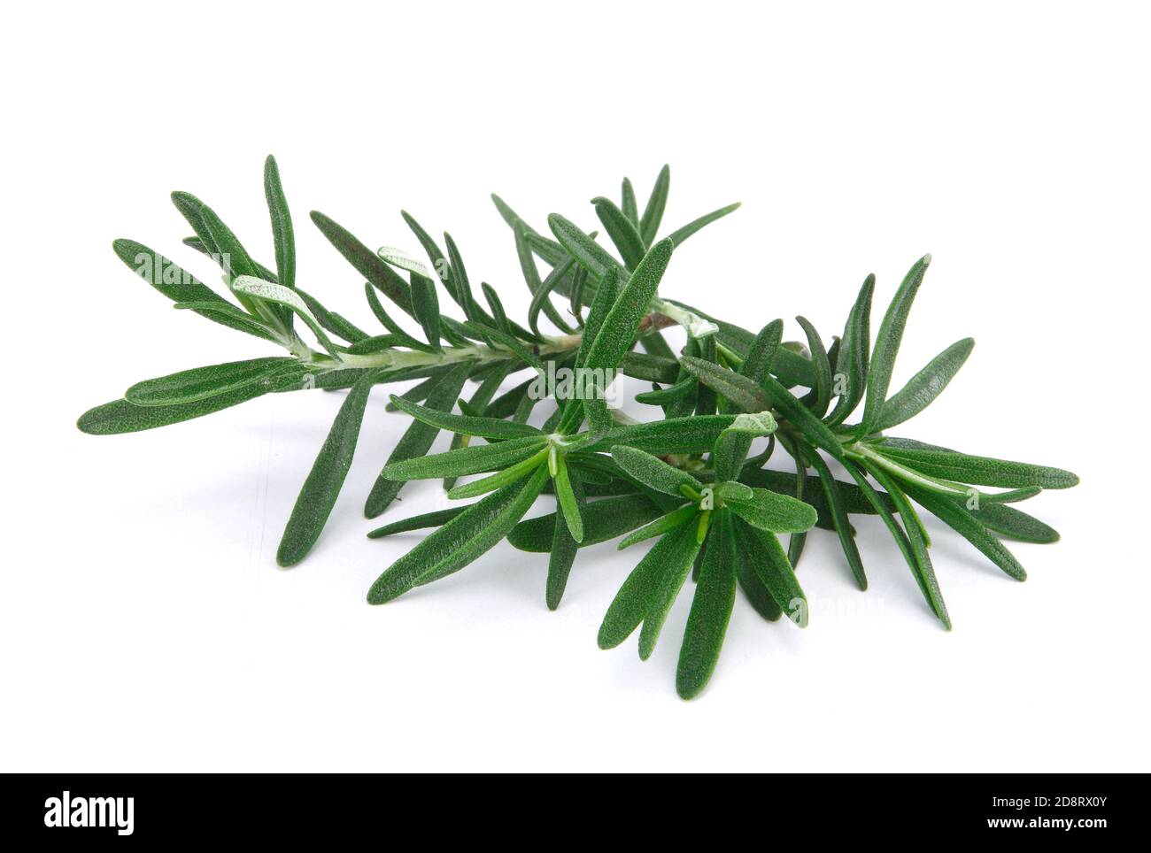 Rosmarin ist ein Kraut. Sie stammt aus dem Mittelmeerraum, wird aber heute weltweit angebaut. ... In Lebensmitteln wird Rosmarin als Gewürz verwendet. Stockfoto