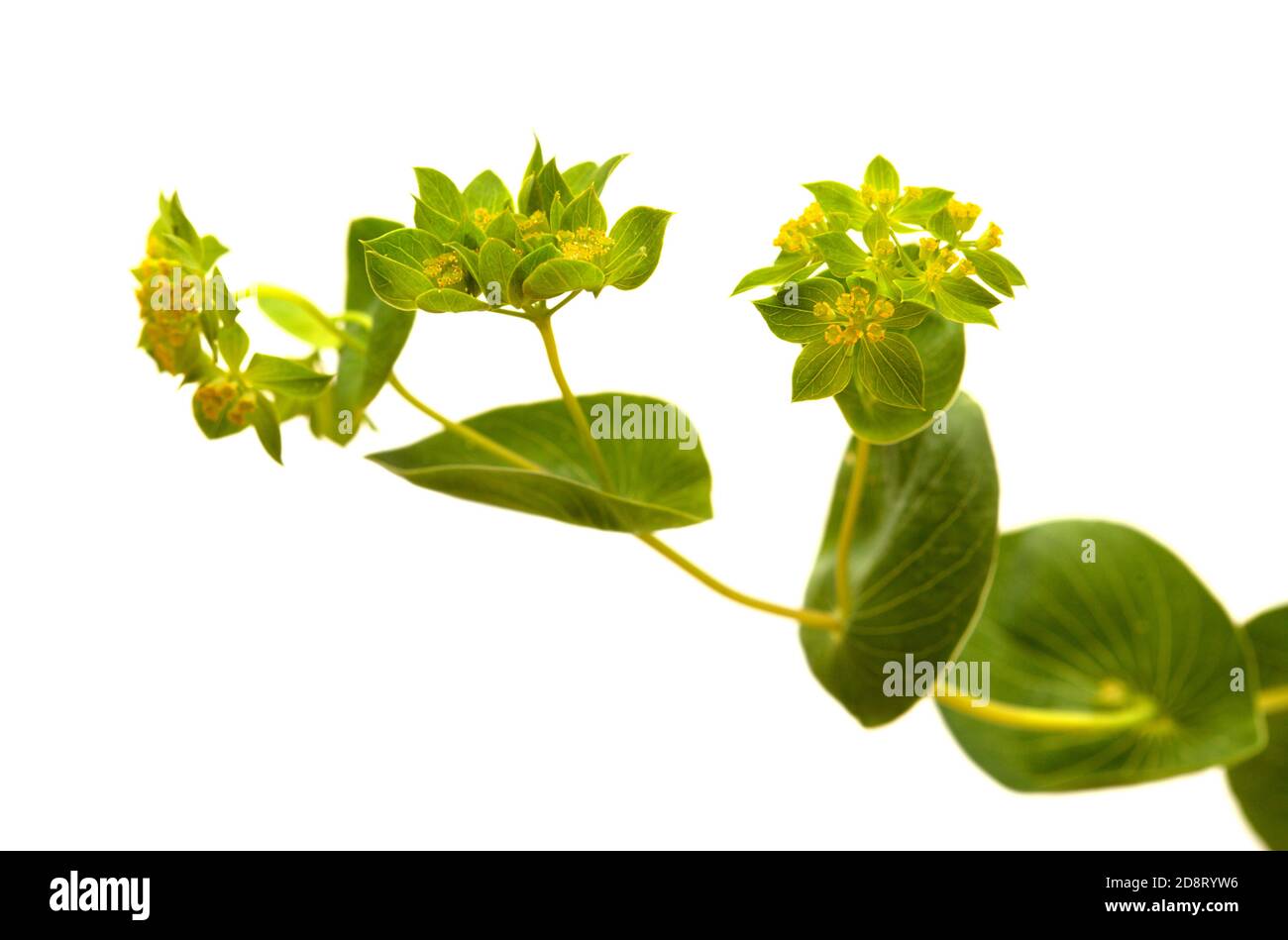 Bupleurum rotundifolium, Hasenohr oder Hundsohr Pflanzenzweig isoliert auf weißem Hintergrund Stockfoto