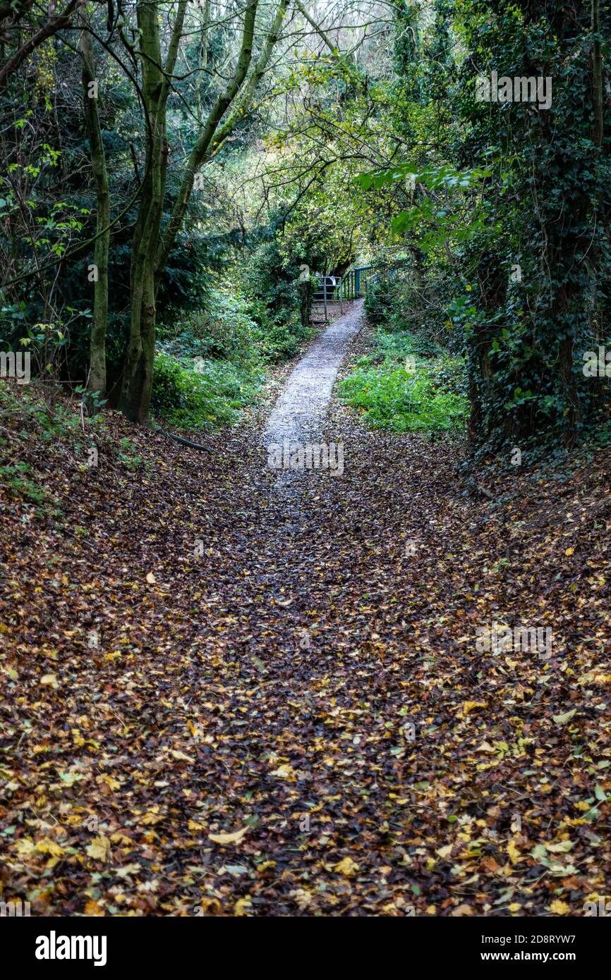 Pfad in Anston Woods, Anston, Sheffield, Yorkshire Stockfoto