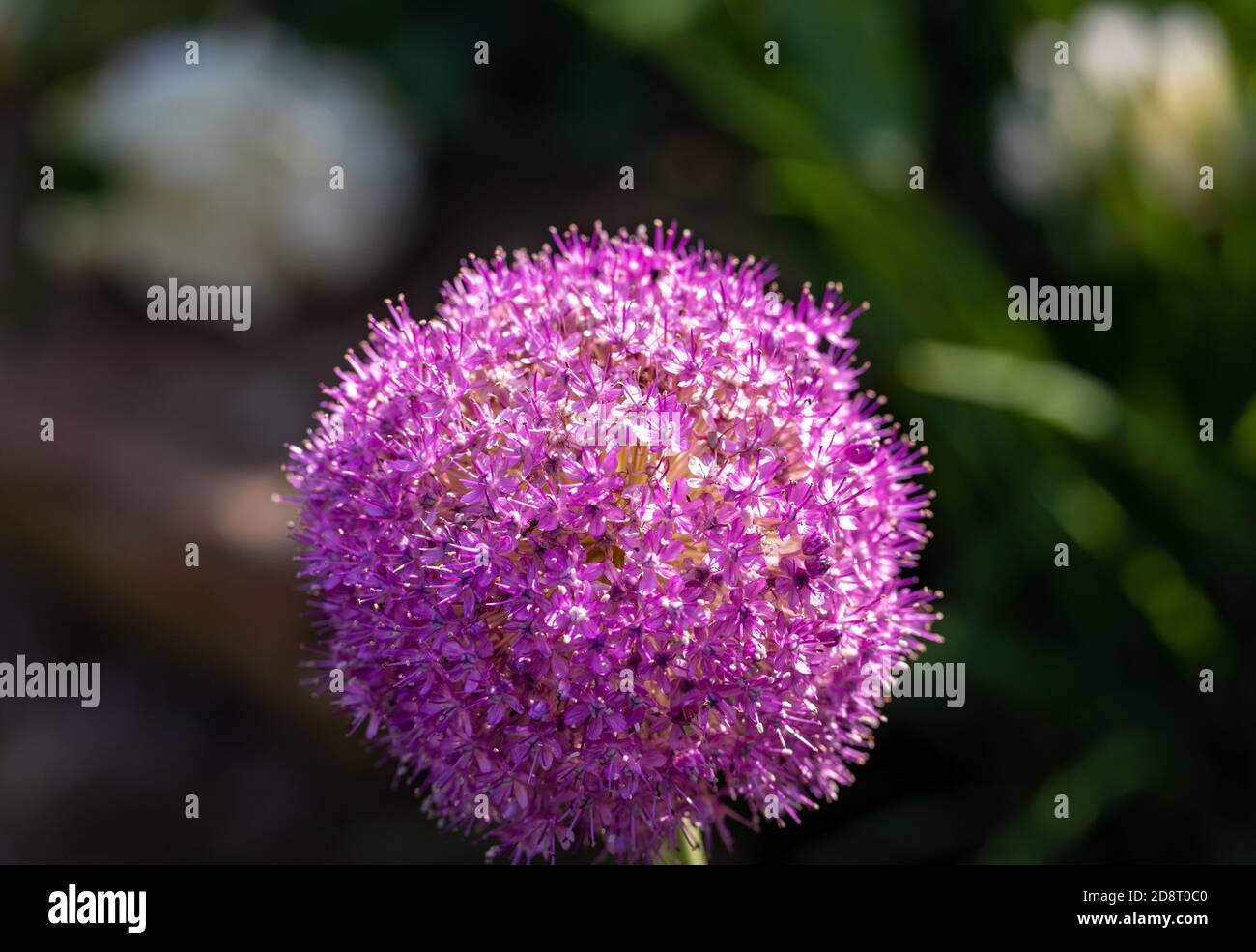 Globemaster Allium Blumen in voller Blüte, nur bevor er sich der Samen Stockfoto