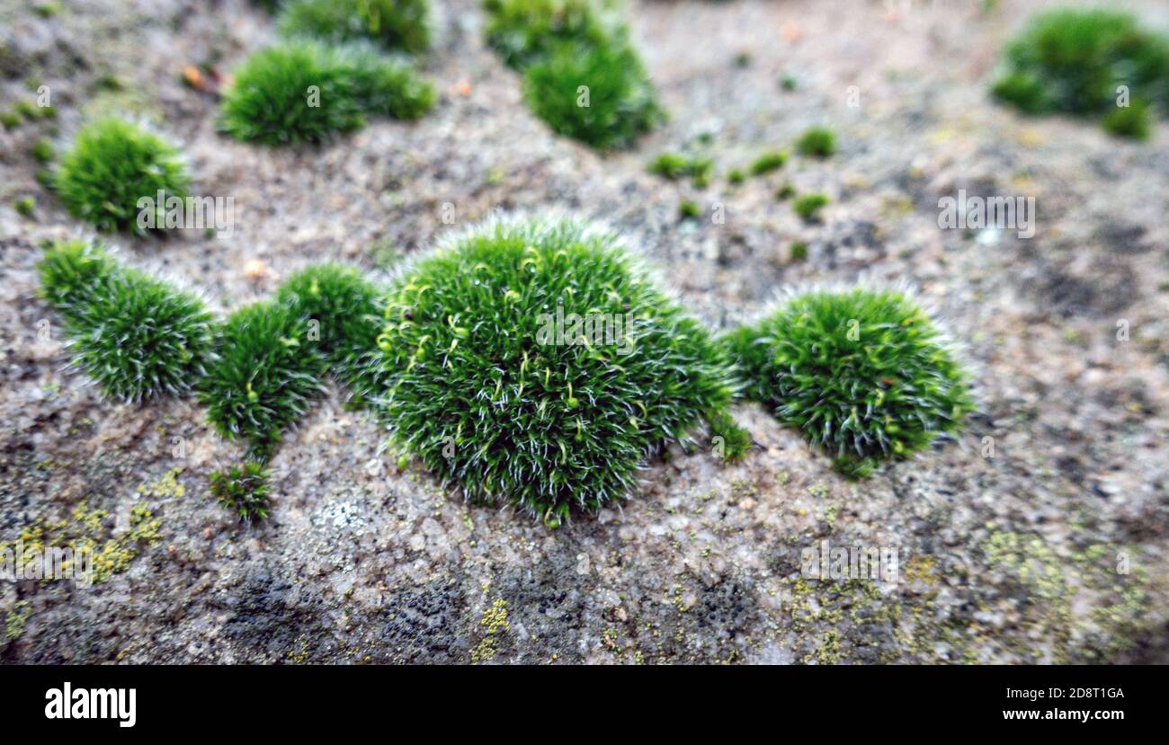 Moos wächst. Auf einer Steinmauer Stockfoto