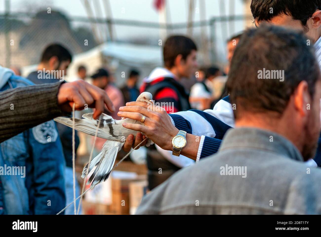 Vogelmarkt in istanbul. Die Menschen handeln Vögel, Vögel in den Händen, Gefangene Vögel, Käfig Vögel. Tierrechte. Stockfoto