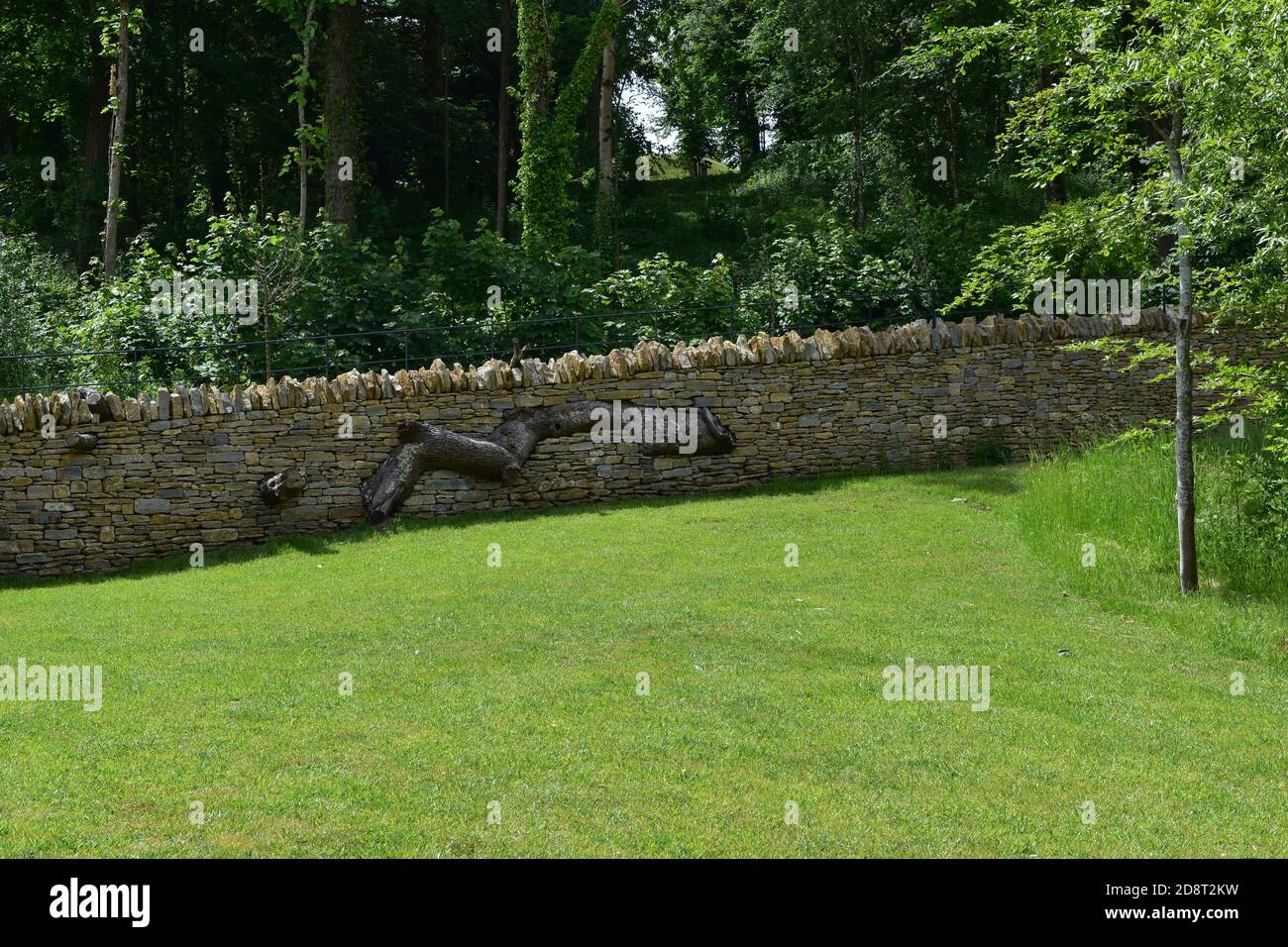 Eine schöne Trockensteinmauer mit einem architektonischen Baum, der durch sie am Newt, einem Landgarten und Anwesen in Somerset gebaut wurde. Stockfoto