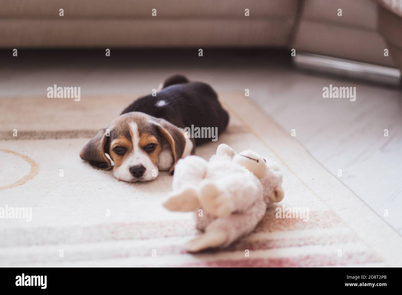 Niedliche kleine Beagle Welpen schlafen auf dem Boden Stockfoto