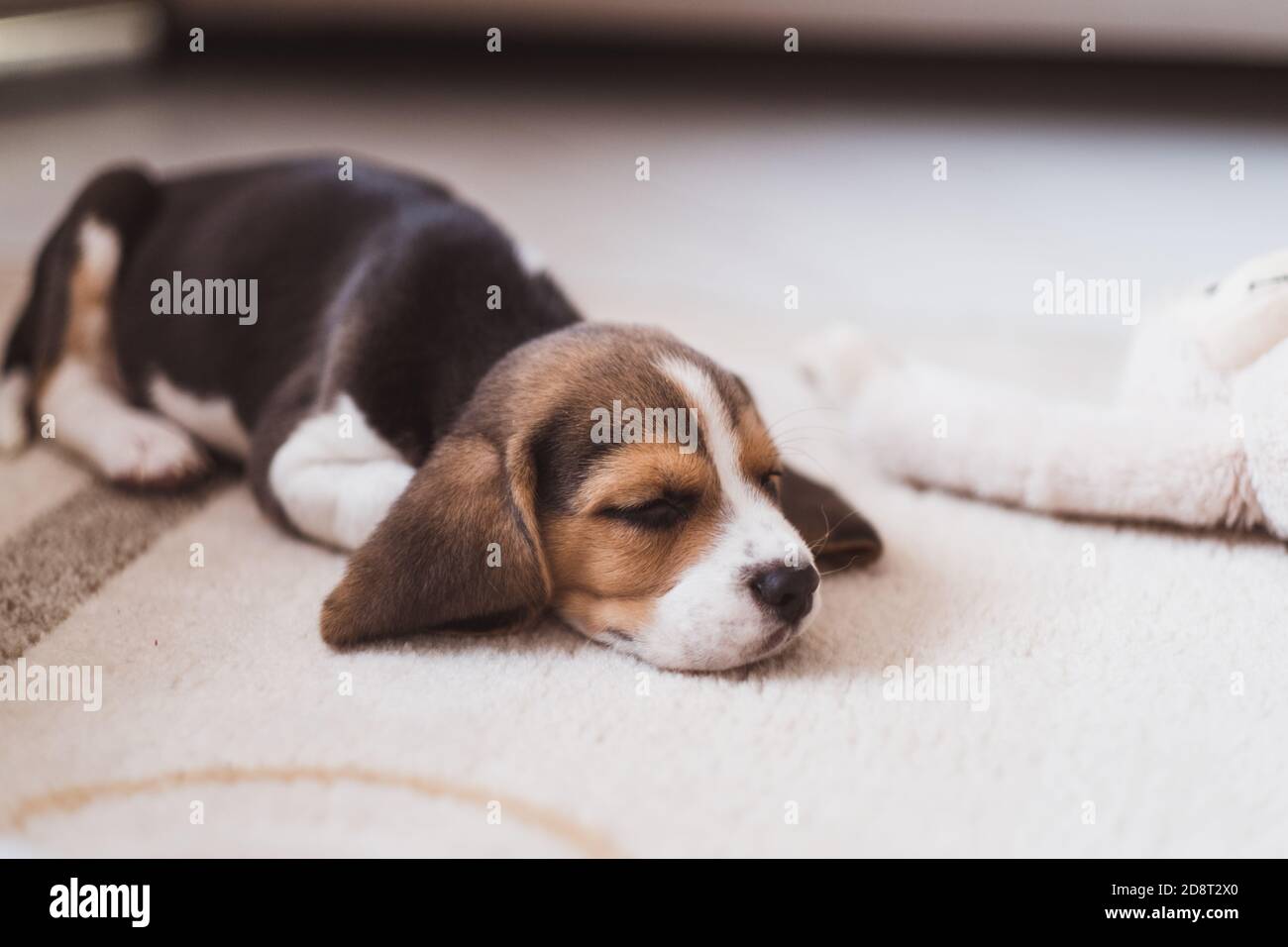 Niedliche kleine Beagle Welpen schlafen auf dem Boden Stockfoto