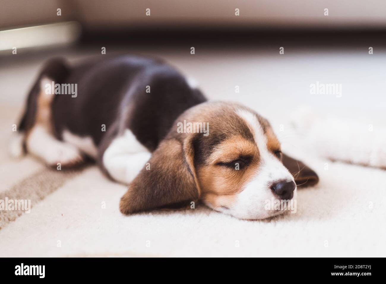 Niedliche kleine Beagle Welpen schlafen auf dem Boden Stockfoto
