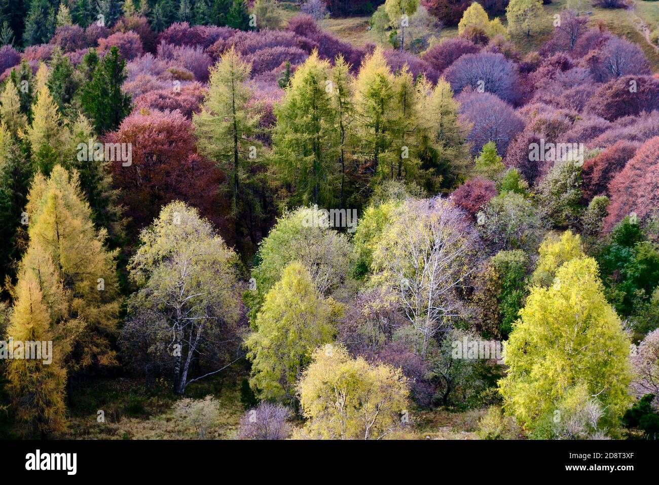 Solo Backpacker Trekking auf dem Berg im Herbst Trought Laub, See, gelb und orange Farben. Die fantastischen Farben und Landschaftsbilder in dieser Saison. Stockfoto