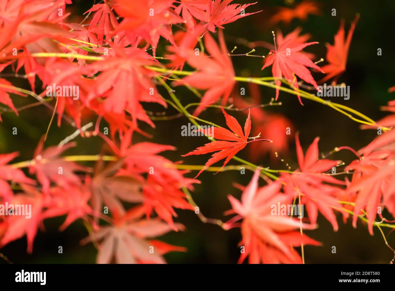 Herbstfarben in England Stockfoto