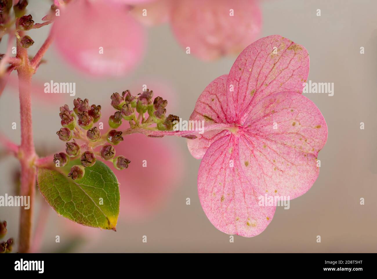 Rosa Blume aus nächster Nähe, Hortensien Makro Stockfoto