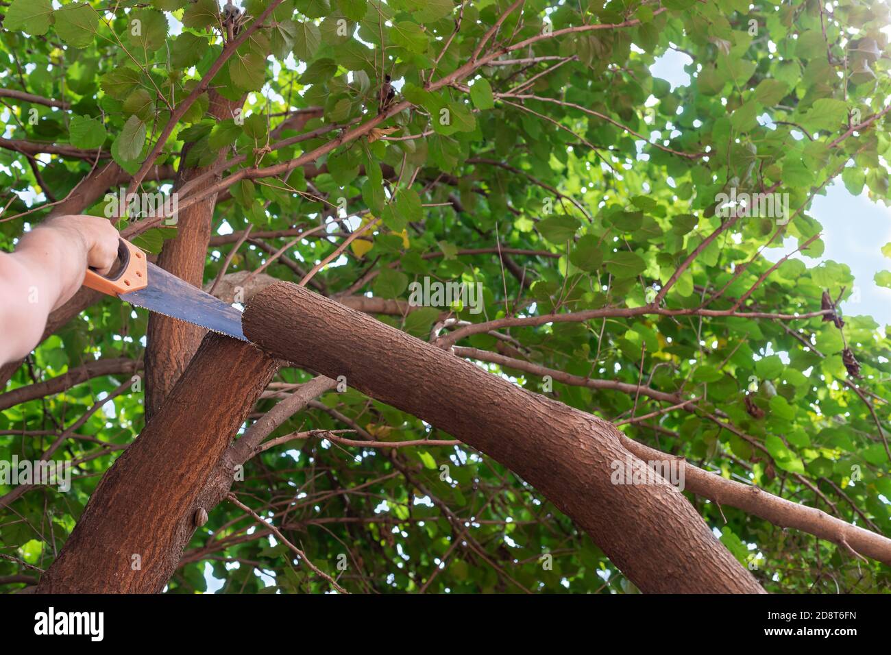 Die Hand des Menschen sägt einen Baum Ast die Handsäge. Schneiden von notfallgefährlichen Bäumen. Stockfoto
