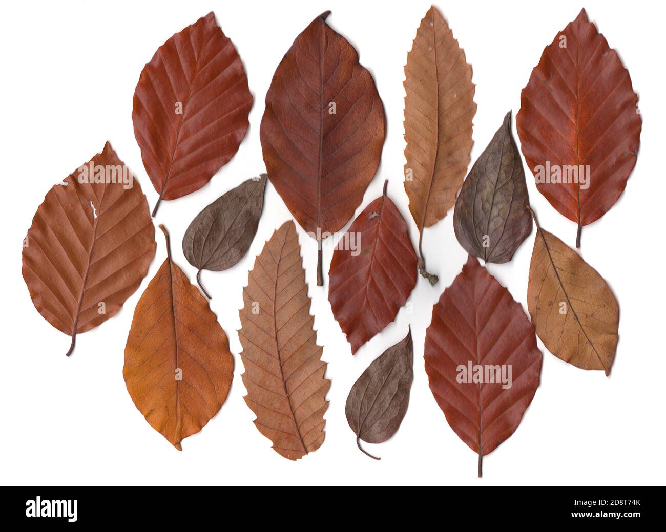 Herbst trockene Blätter auf weißem Hintergrund. Flach liegend, Draufsicht. Herbst, Herbst Konzept. Stockfoto