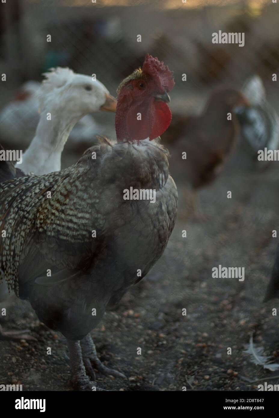 Huhn, pute und Hahn auf einer Farm Stockfoto