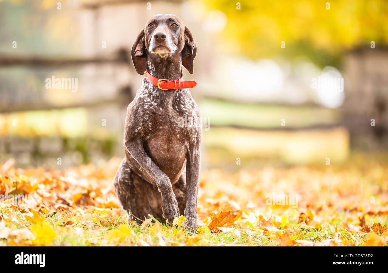 Hundezeiger Fotos und Bildmaterial in hoher Auflösung Alamy