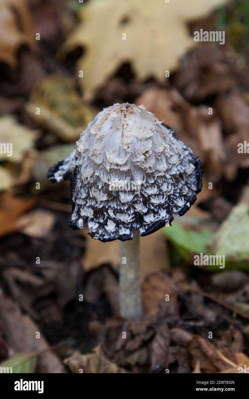 Coprinus comatus aka shaggy Tintenkappe, - Czernidłak kołpakowaty Stockfoto