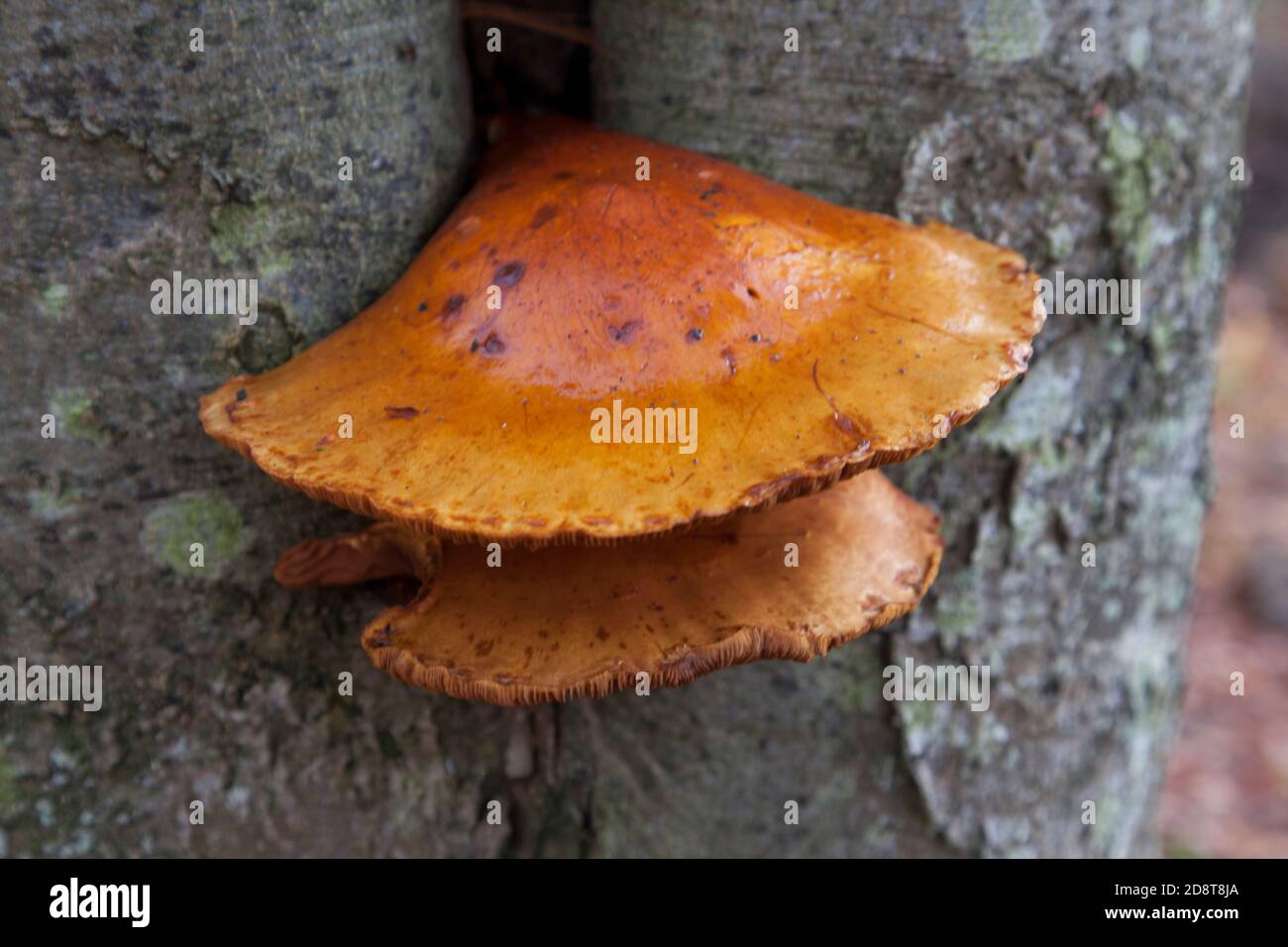 Enoki (Flammulina velutipes), alias Velvet Shank - Płomiennica zimowa Stockfoto