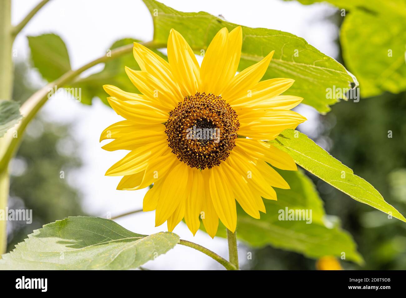 Sonnenblume mit ihrem Blütenkopf oder Pseudanthium, ihre Strahlblumen und die Mitte ihres Kopfes oder Scheibe Blumen zwischen Blättern mit einem verschwommenen Hintergrund, s Stockfotografie