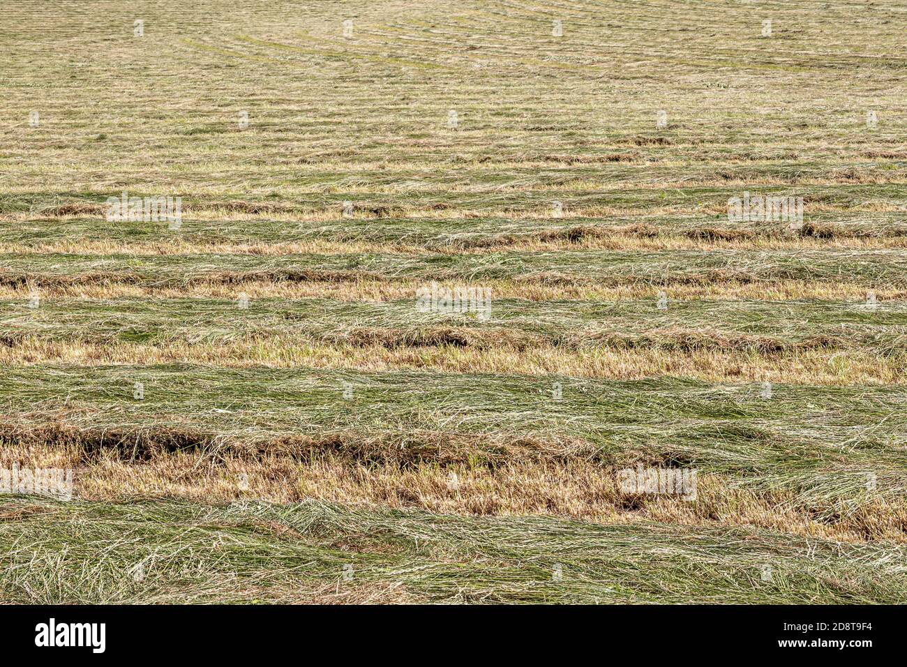 Landwirtschaftliche Feld von frisch geschnittenen Roggen, Ernte für Silage verwendet, Streifen von frisch geschnittenen grünen Gras, sonnigen Sommertag in Süd-Limburg, Niederlande Stockfoto