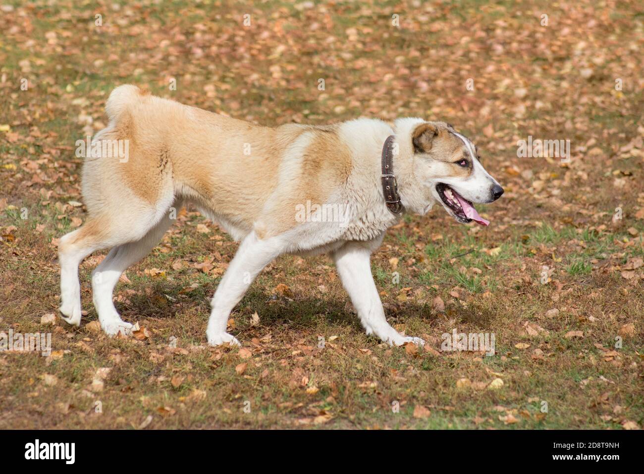 Cute zentralasiatische Schäferhund ist zu Fuß im Herbst Park. Haustiere. Reinrassig. Stockfoto