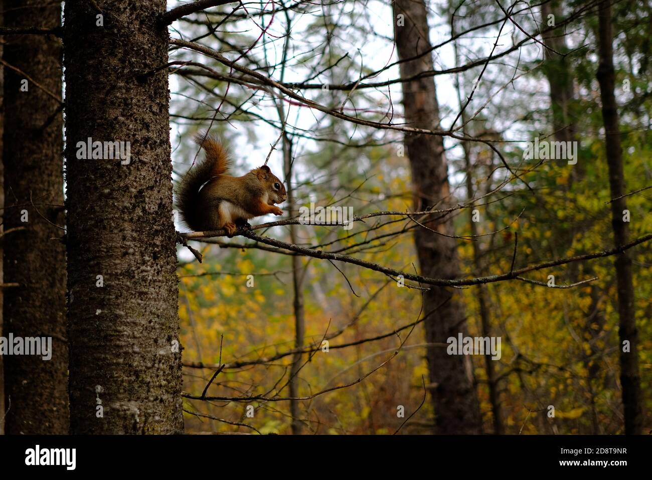 Bezauberndes amerikanisches Rothörnchen (Tamiasciurus hudsonicus) auf einem winzigen Kiefernzweig am Jack Pine Trail, Ottawa, Ontario, Kanada. Stockfoto