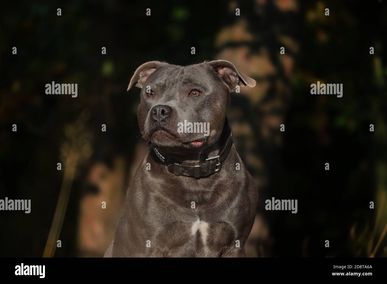 Englisch Staffordshire Bull Terrier mit ernstem Blick auf sein Gesicht in der Natur. Nahaufnahme von Blue Staffy draußen. Stockfoto