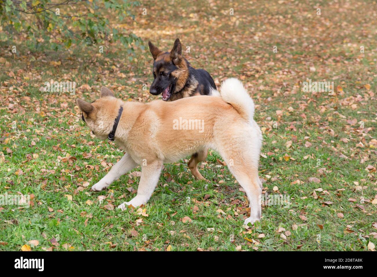 Im Herbstpark spielen süße deutsche Schäferhund-Welpen und amerikanische  akita-Welpen. Haustiere. Reinrassig Stockfotografie - Alamy