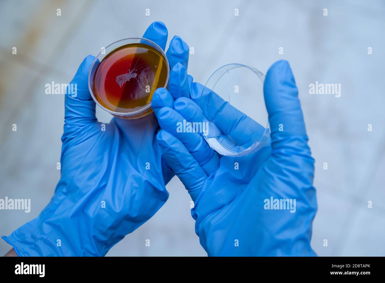 Molekularbiologie. Bakterienforschung. Stockfoto