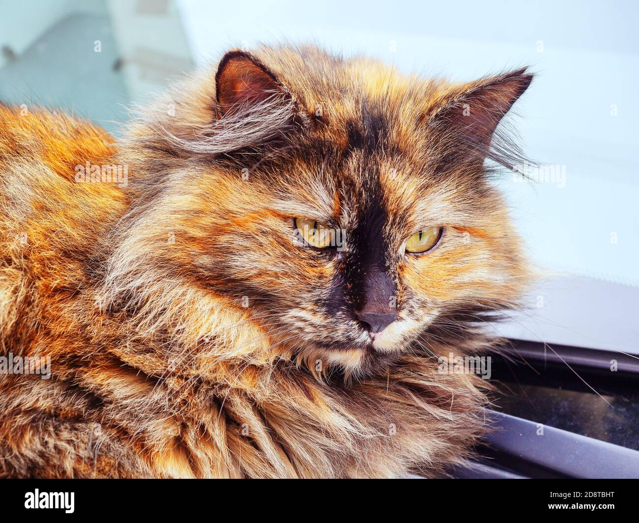 Porträt einer bunten rothaarigen schwarzen flauschigen Katze Stockfoto