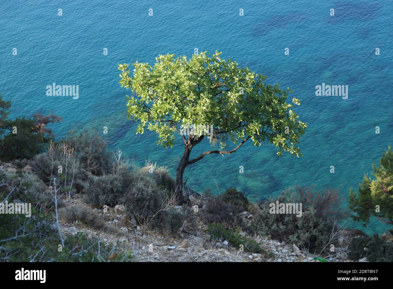 Baum wächst auf der Klippenwand mit Blick auf das Mittelmeer, Zypern Stockfoto