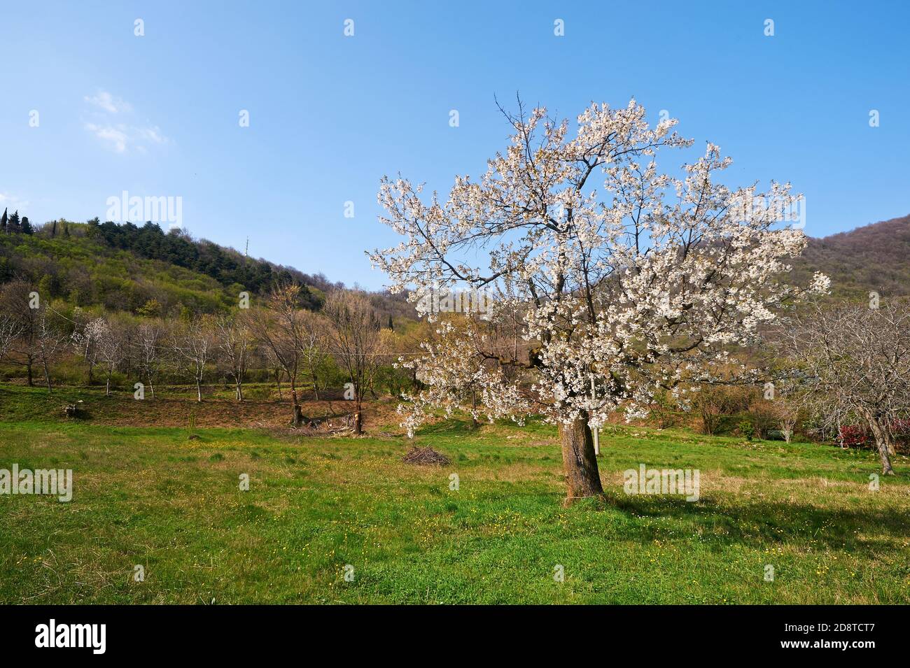 Provaglio d'Iseo (Bs),Franciacorta, un ciliegio fiorito Stockfoto
