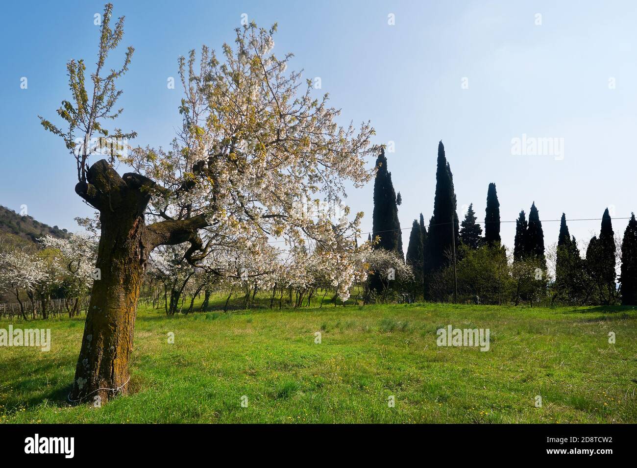 Provaglio d'Iseo (Bs),Franciacorta, un ciliegio fiorito Stockfoto