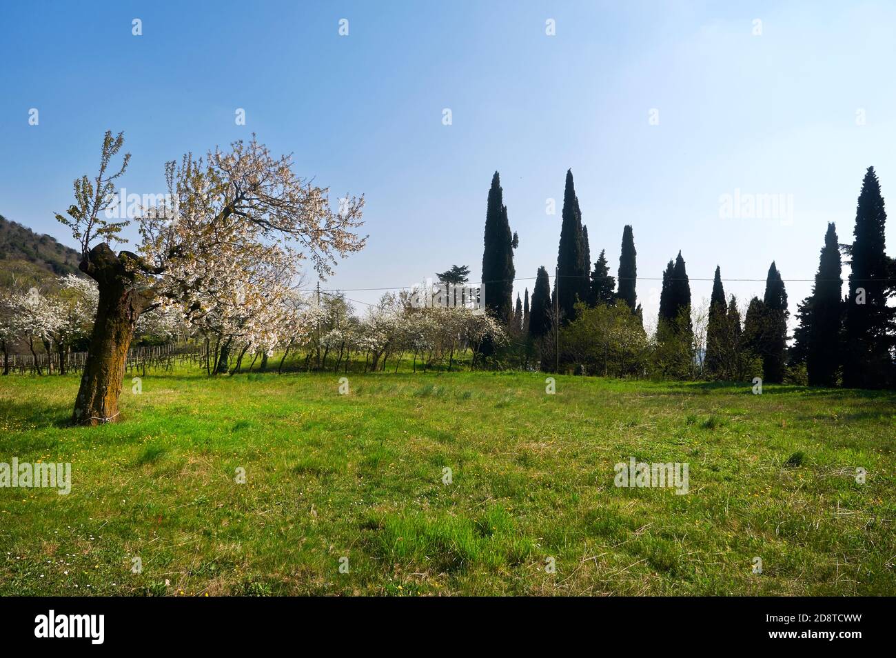 Provaglio d'Iseo (Bs),Franciacorta, un ciliegio fiorito Stockfoto