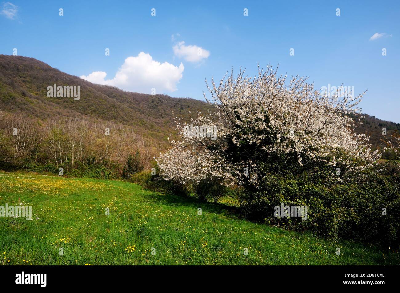 Provaglio d'Iseo (Bs),Franciacorta, un ciliegio fiorito Stockfoto