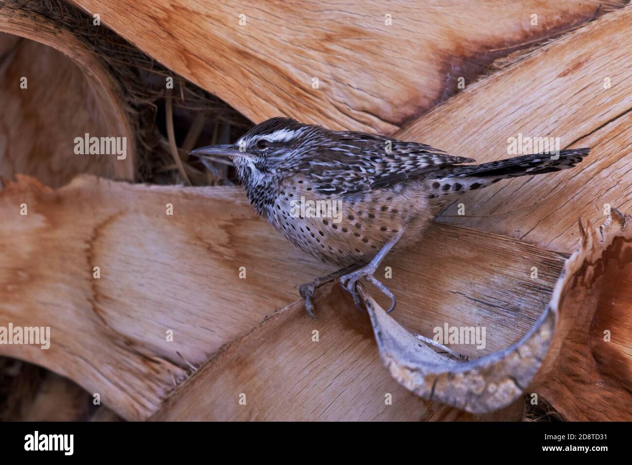 Kaktus-Zaunkönig, ein Wüstenbewohner in ungewöhnlicher Umgebung, auf gesägter Wedel-Baumstamm von Dattelpalme im Agua Caliente Park, einer Wüstenoase in Tucson, Arizona. Stockfoto