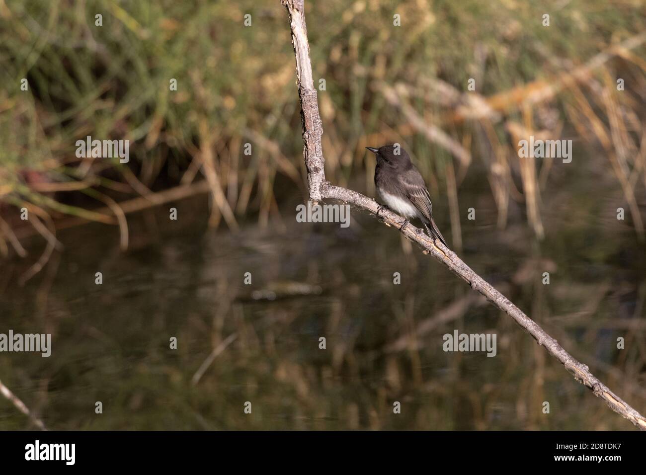 Black phoebe thront auf einer Zweigstelle in Sweetwater Wetlands, einem wiedergewonnenen Wassergebiet, in Tucson, Arizona. Stockfoto